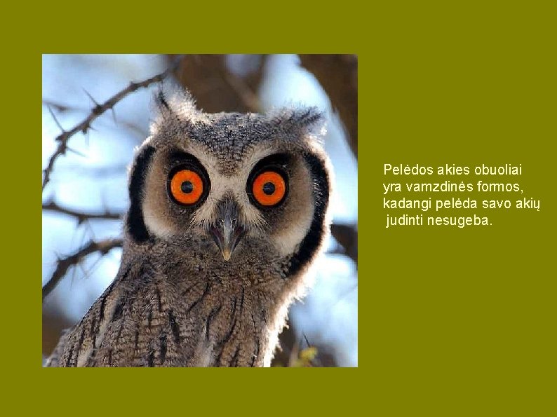 Pelėdos akies obuoliai yra vamzdinės formos, kadangi pelėda savo akių judinti nesugeba. Pelėdos akies obuoliai yra vamzdinės formos, kadangi pelėda savo akių judinti nesugeba.