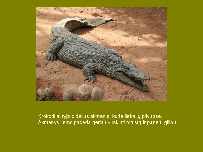 Krokodilai ryja didelius akmenis, kurie lieka jų pilvuose. Akmenys jiems padeda geriau virškinti maistą