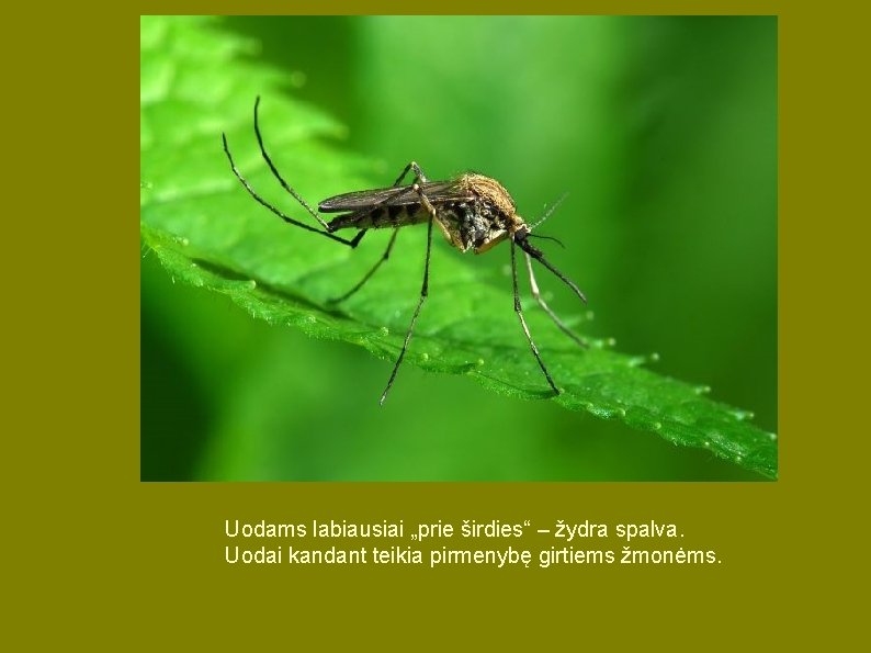 Uodams labiausiai „prie širdies“ – žydra spalva. Uodai kandant teikia pirmenybę girtiems žmonėms. Uodams labiausiai „prie širdies“ – žydra spalva. Uodai kandant teikia pirmenybę girtiems žmonėms.