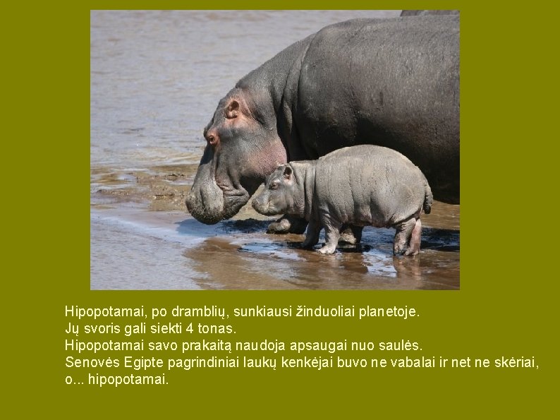 Hipopotamai, po dramblių, sunkiausi žinduoliai planetoje. Jų svoris gali siekti 4 tonas. Hipopotamai savo