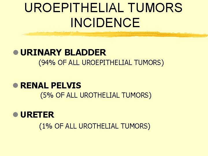 UROEPITHELIAL TUMORS INCIDENCE l URINARY BLADDER (94% OF ALL UROEPITHELIAL TUMORS) l RENAL PELVIS