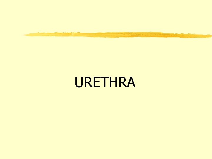 URETHRA 