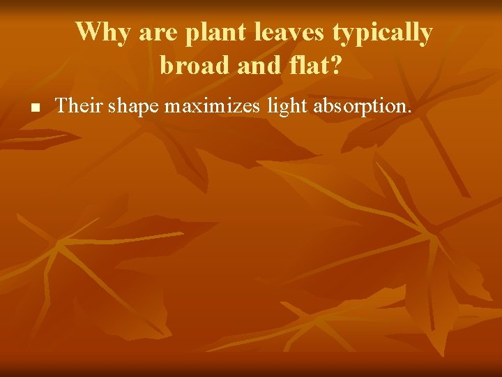 Why are plant leaves typically broad and flat? n Their shape maximizes light absorption.