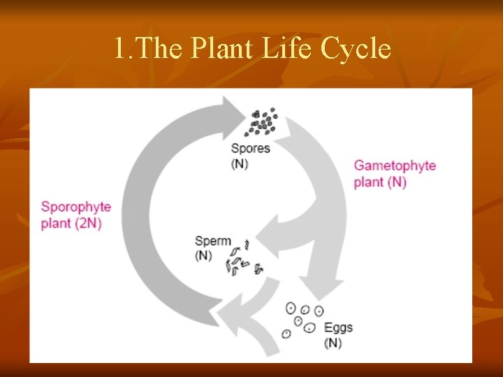 1. The Plant Life Cycle 