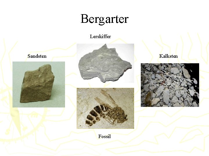 Bergarter Lerskiffer Sandsten Kalksten Fossil 