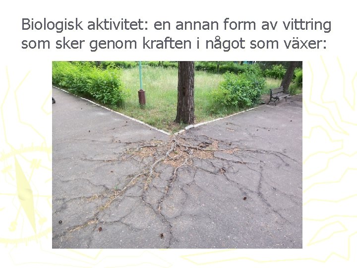 Biologisk aktivitet: en annan form av vittring som sker genom kraften i något som Biologisk aktivitet: en annan form av vittring som sker genom kraften i något som