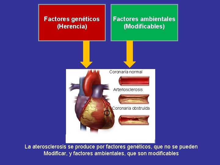 Factores genéticos (Herencia) Factores ambientales (Modificables) Coronaria normal Arteriosclerosis Coronaria obstruida La aterosclerosis se