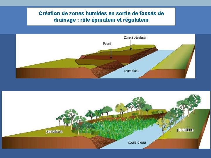 Création de zones humides en sortie de fossés de drainage : rôle épurateur et