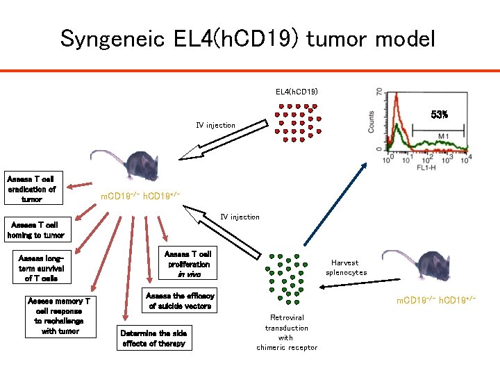 Syngeneic EL 4(h. CD 19) tumor model EL 4(h. CD 19) 53% IV injection Syngeneic EL 4(h. CD 19) tumor model EL 4(h. CD 19) 53% IV injection