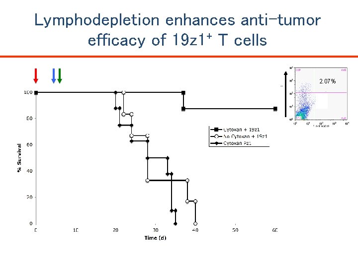 Lymphodepletion enhances anti-tumor efficacy of 19 z 1+ T cells h. CD 19 Percent