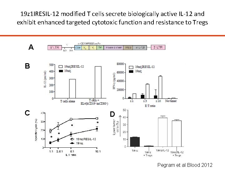 19 z 1 IRESIL-12 modified T cells secrete biologically active IL-12 and exhibit enhanced