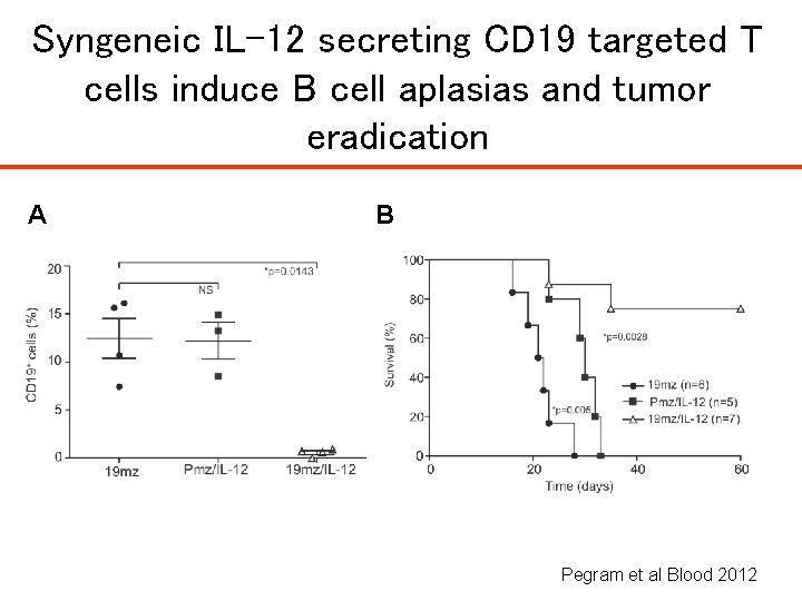 Syngeneic IL-12 secreting CD 19 targeted T cells induce B cell aplasias and tumor Syngeneic IL-12 secreting CD 19 targeted T cells induce B cell aplasias and tumor
