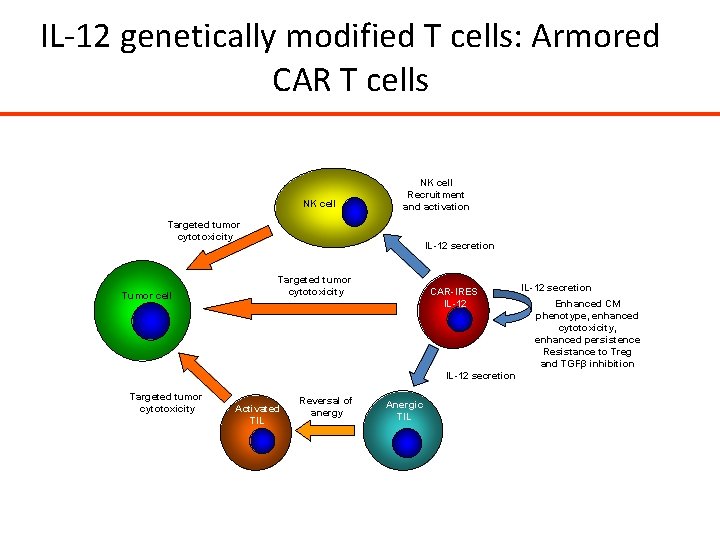 IL-12 genetically modified T cells: Armored CAR T cells NK cell Recruitment and activation