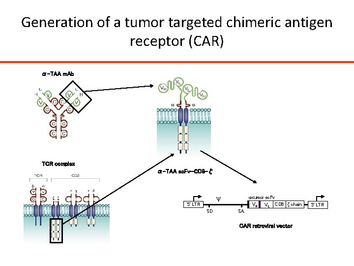 Generation of a tumor targeted chimeric antigen receptor (CAR) α-TAA m. Ab TCR complex