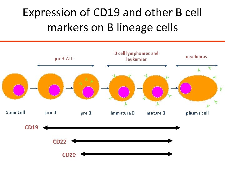 Expression of CD 19 and other B cell markers on B lineage cells B