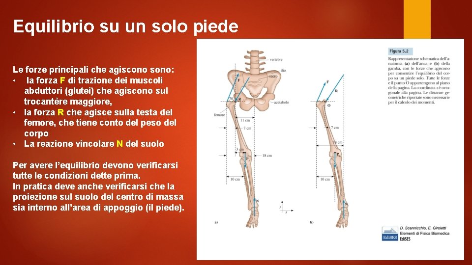 Equilibrio su un solo piede Le forze principali che agiscono sono: • la forza