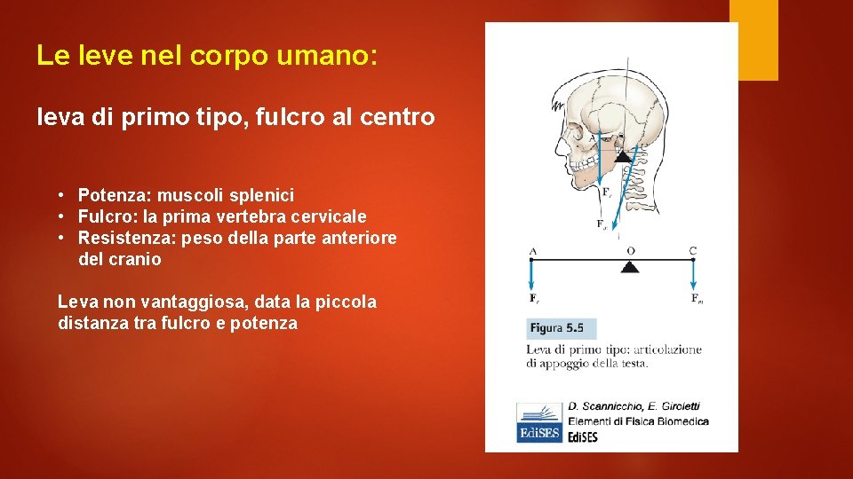 Le leve nel corpo umano: leva di primo tipo, fulcro al centro • Potenza: