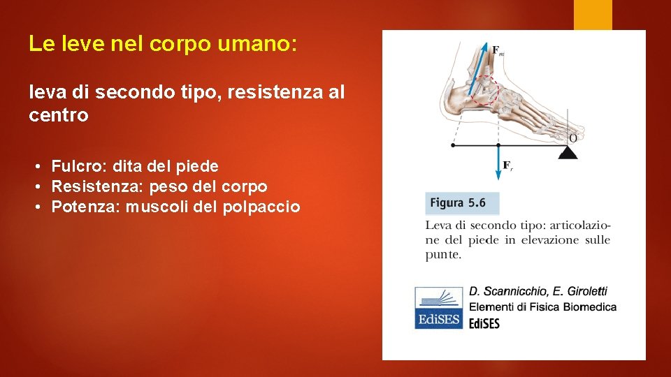 Le leve nel corpo umano: leva di secondo tipo, resistenza al centro • Fulcro: