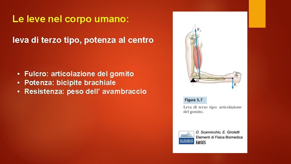 Le leve nel corpo umano: leva di terzo tipo, potenza al centro • Fulcro: