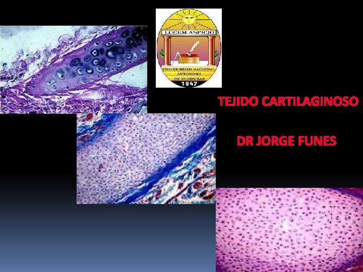 TEJIDO CARTILAGINOSO DR JORGE FUNES 