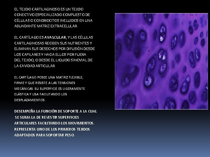 EL TEJIDO CARTILAGINOSO ES UN TEJIDO CONECTIVO ESPECIALIZADO COMPUESTO DE CÉLULAS O CONDROCITOS INCLUIDOS