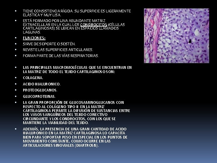  TIENE CONSISTENCIA RÍGIDA. SU SUPERFICIE ES LIGERAMENTE ELÁSTICA Y MUY LISA. ESTÁ FORMADO