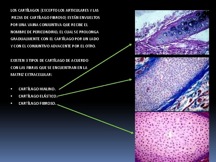 LOS CARTÍLAGOS (EXCEPTO LOS ARTICULARES Y LAS PIEZAS DE CARTÍLAGO FIBROSO) ESTÁN ENVUELTOS POR