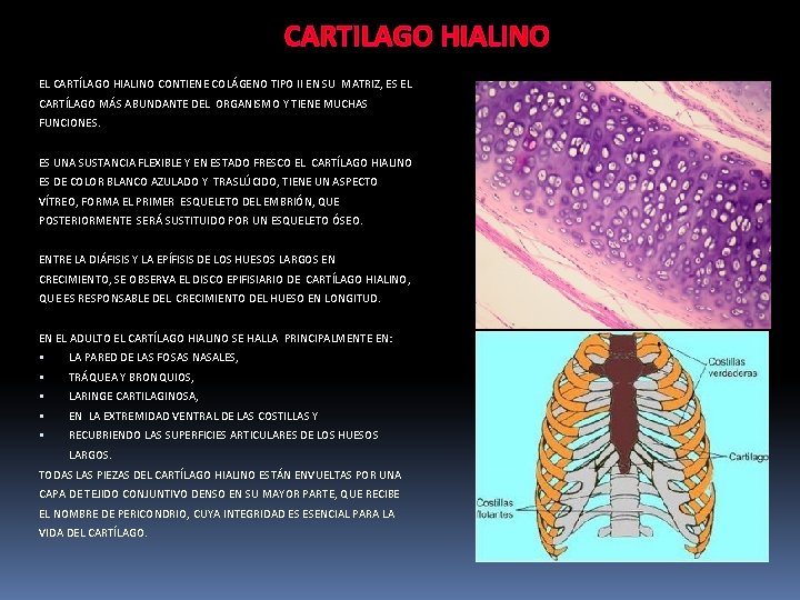 CARTILAGO HIALINO EL CARTÍLAGO HIALINO CONTIENE COLÁGENO TIPO II EN SU MATRIZ, ES EL