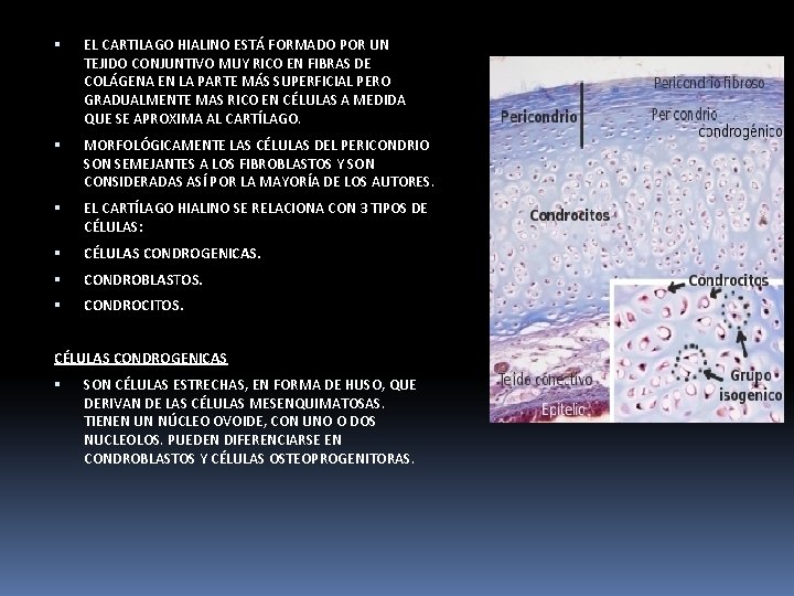 EL CARTILAGO HIALINO ESTÁ FORMADO POR UN TEJIDO CONJUNTIVO MUY RICO EN FIBRAS