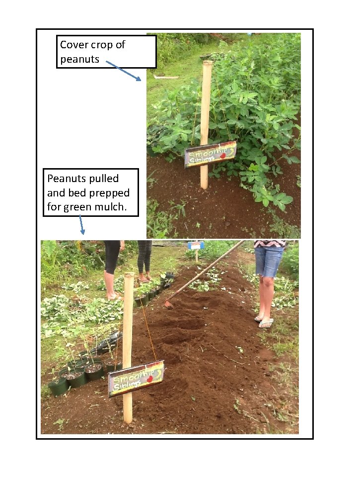 Cover crop of peanuts Peanuts pulled and bed prepped for green mulch. 