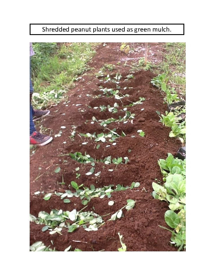 Shredded peanut plants used as green mulch. 