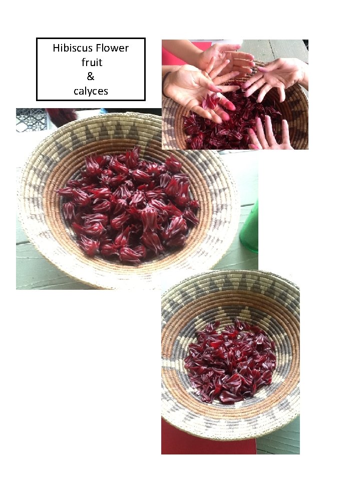 Hibiscus Flower fruit & calyces 