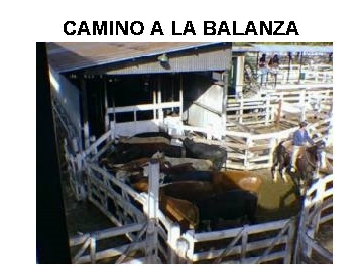CAMINO A LA BALANZA CAMINO A LA BALANZA