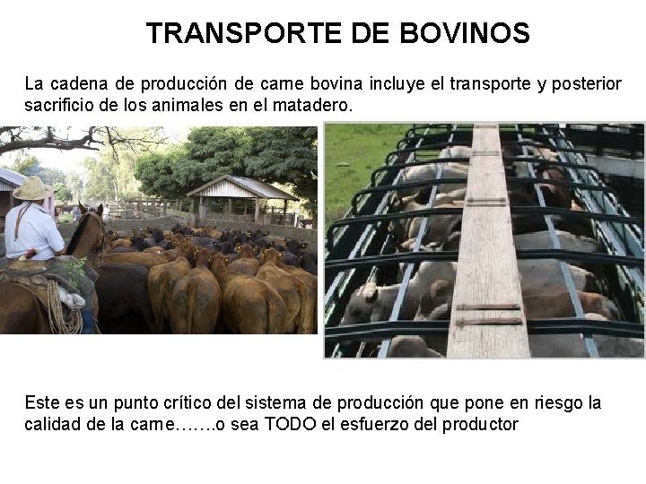 TRANSPORTE DE BOVINOS La cadena de producción de carne bovina incluye el transporte y TRANSPORTE DE BOVINOS La cadena de producción de carne bovina incluye el transporte y