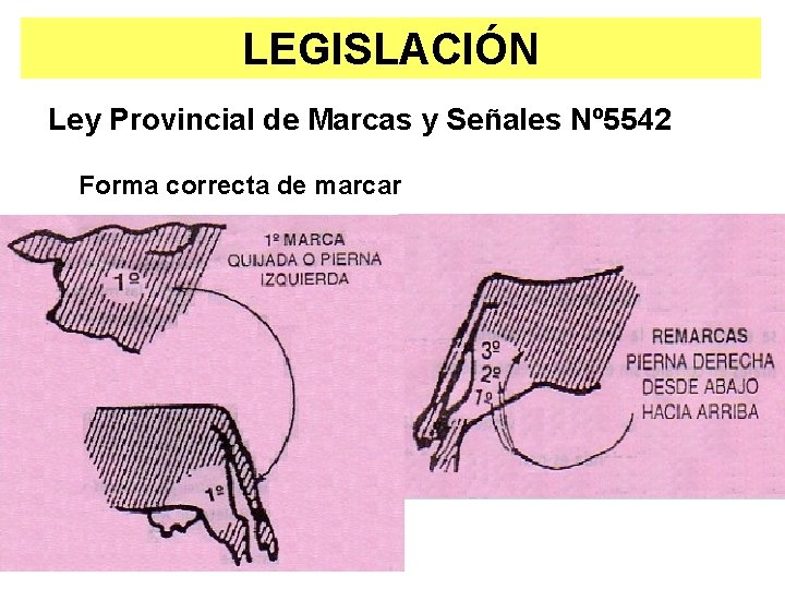 LEGISLACIÓN Ley Provincial de Marcas y Señales Nº 5542 Forma correcta de marcar LEGISLACIÓN Ley Provincial de Marcas y Señales Nº 5542 Forma correcta de marcar