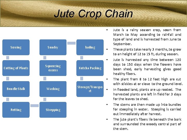 Jute Crop Chain • Sowing Sundry bailing • • Cutting of Plants Squeezing excess