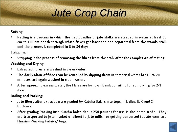 Jute Crop Chain Retting • Retting is a process in which the tied bundles