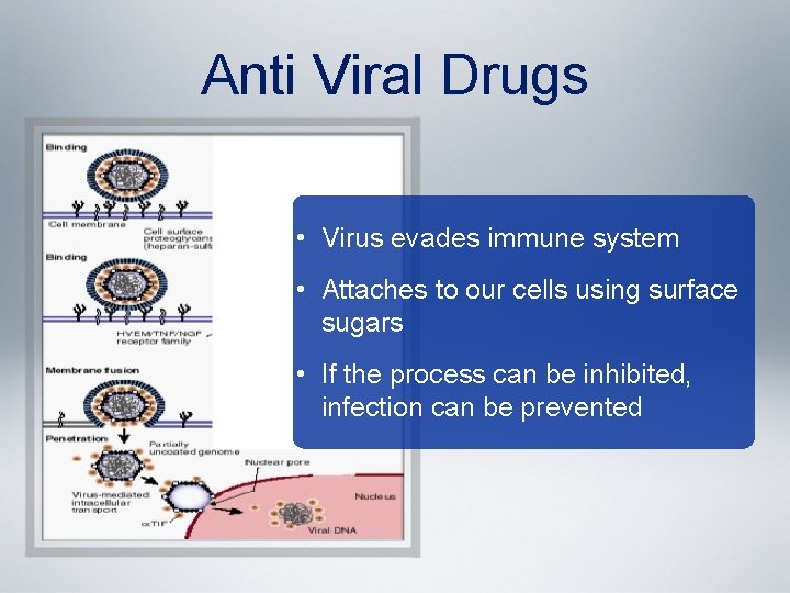 Anti Viral Drugs • Virus evades immune system • Attaches to our cells using