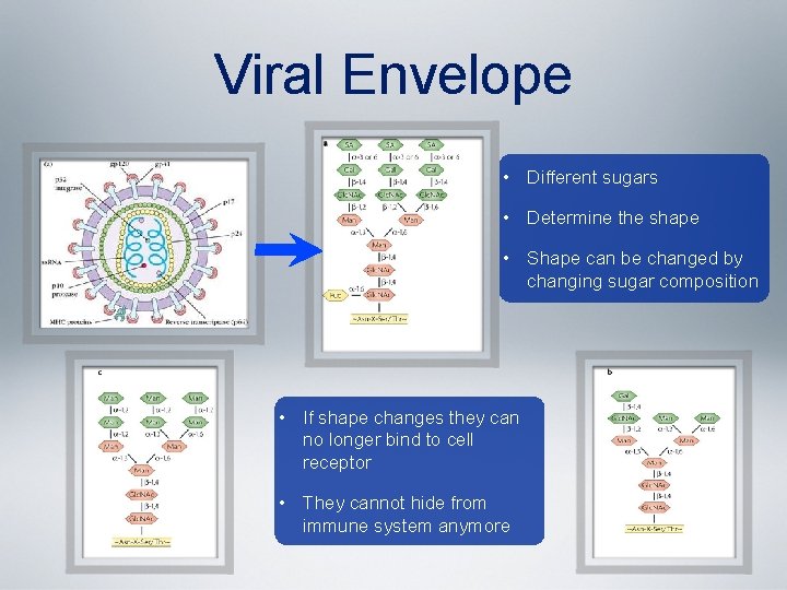 Viral Envelope • Different sugars • Determine the shape • Shape can be changed