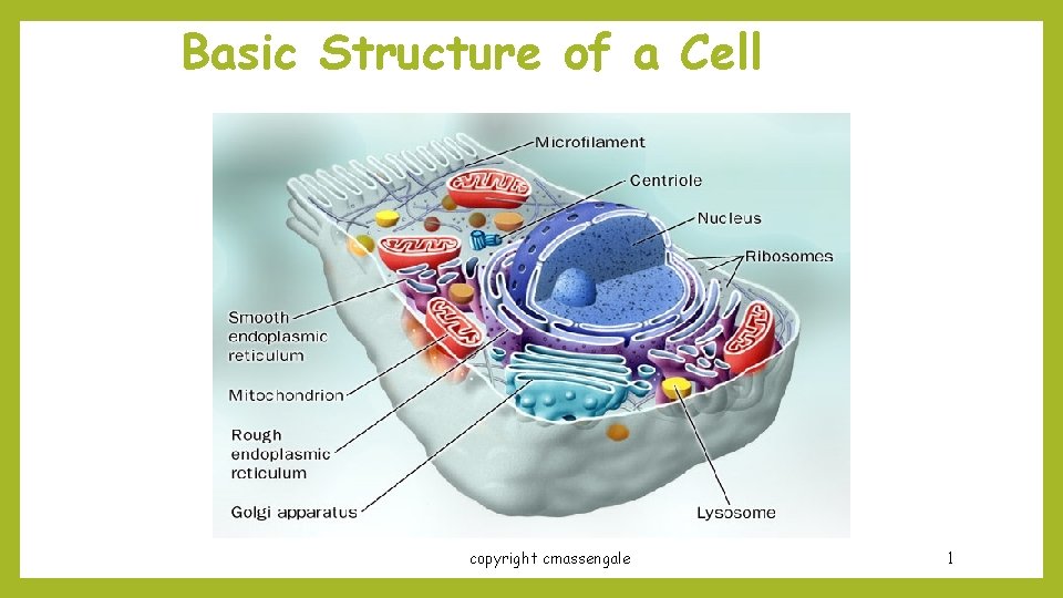 Basic Structure of a Cell copyright cmassengale 1 