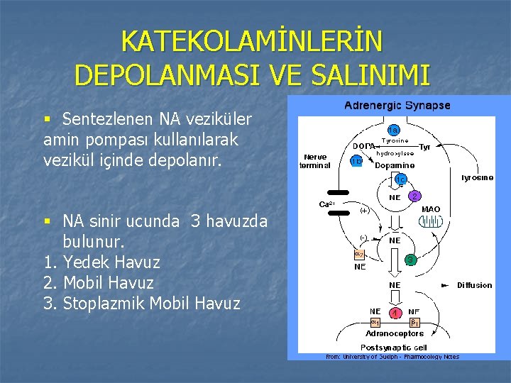 KATEKOLAMİNLERİN DEPOLANMASI VE SALINIMI § Sentezlenen NA veziküler amin pompası kullanılarak vezikül içinde depolanır.