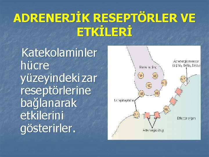 ADRENERJİK RESEPTÖRLER VE ETKİLERİ Katekolaminler hücre yüzeyindeki zar reseptörlerine bağlanarak etkilerini gösterirler. 