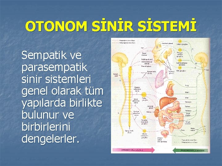 OTONOM SİNİR SİSTEMİ Sempatik ve parasempatik sinir sistemleri genel olarak tüm yapılarda birlikte bulunur