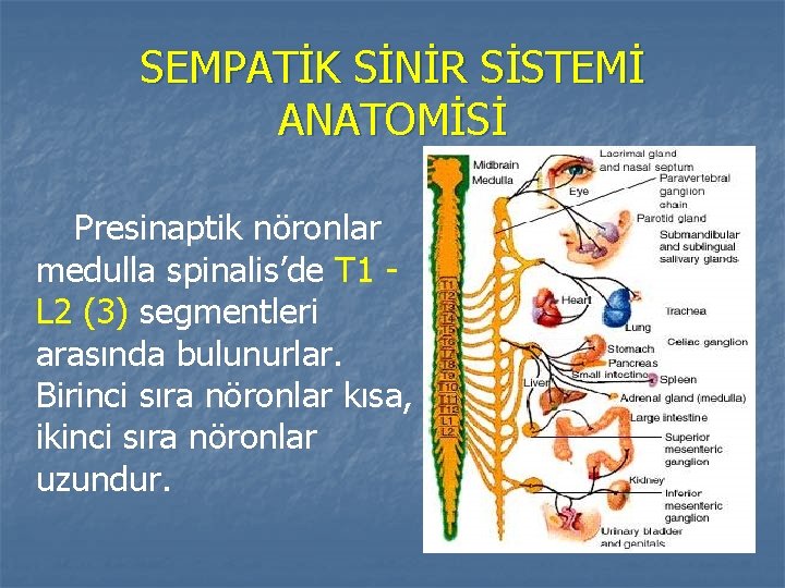 SEMPATİK SİNİR SİSTEMİ ANATOMİSİ Presinaptik nöronlar medulla spinalis’de T 1 L 2 (3) segmentleri