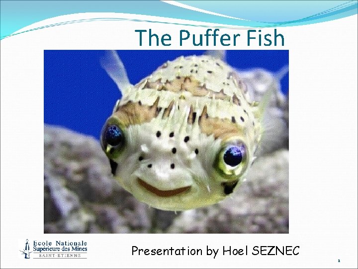 The Puffer Fish Presentation by Hoel SEZNEC 1 