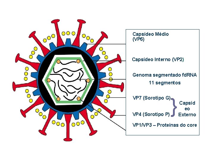 Capsídeo Médio (VP 6) Capsídeo Interno (VP 2) Genoma segmentado fd. RNA 11 segmentos