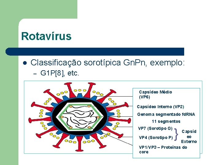 Rotavírus l Classificação sorotípica Gn. Pn, exemplo: – G 1 P[8], etc. Capsídeo Médio