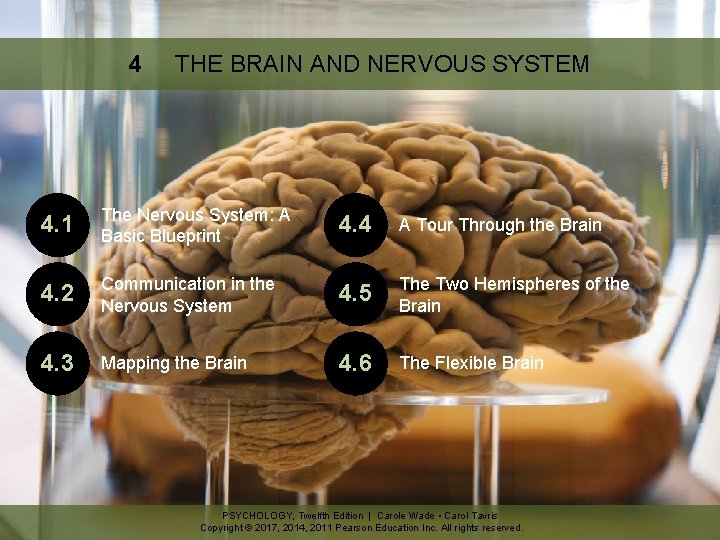 4 THE BRAIN AND NERVOUS SYSTEM 4. 1 The Nervous System: A Basic Blueprint