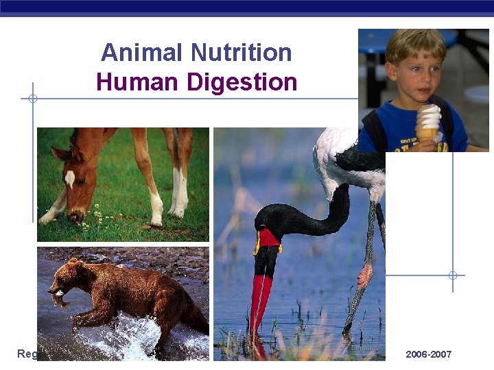 Animal Nutrition Human Digestion Regents Biology 2006 -2007 
