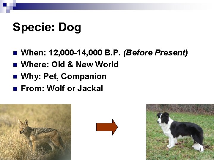 Specie: Dog n n When: 12, 000 -14, 000 B. P. (Before Present) Where: